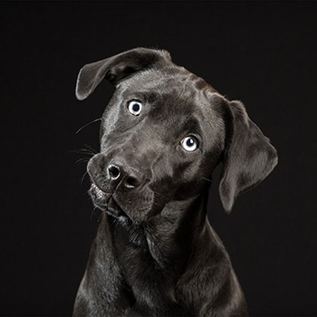 Black Dog Syndrome