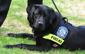 Arson Dog