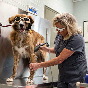 Laser Therapy on Dog