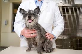 Using dogs to cure cancer