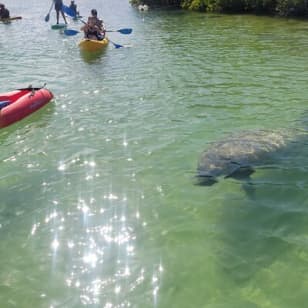 Mangrove Jungle Exploration on SUP/Kayak