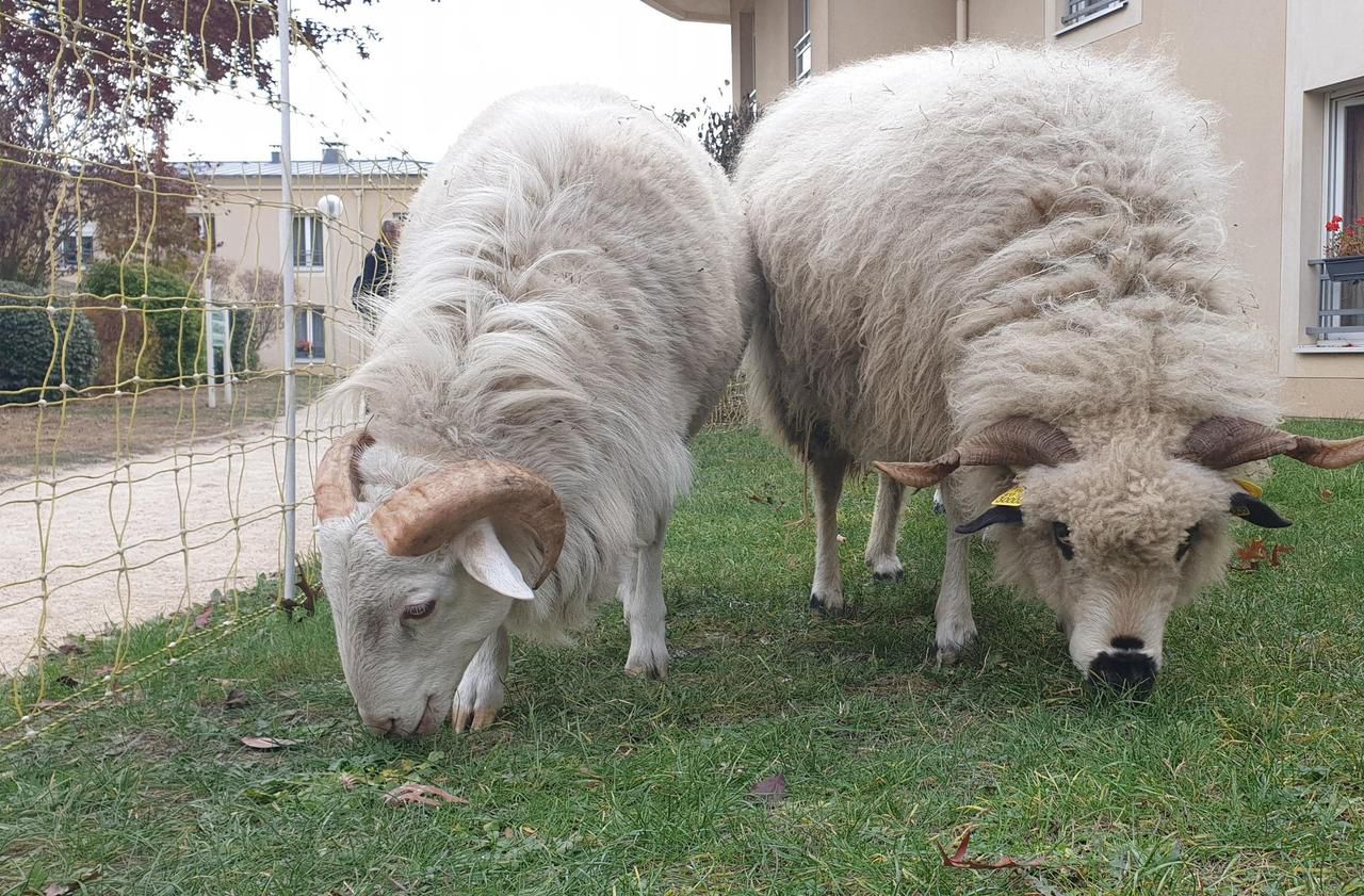 <b></b> Olga, la brebis du jardin thérapeutique des Hôpitaux de Saint-Maurice a disparu depuis ce vendredi.