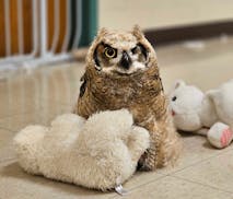 Help the Raptor Center name two new great horned owl residents. Owl # 2, a male owlet, is missing an eye but is very curious.