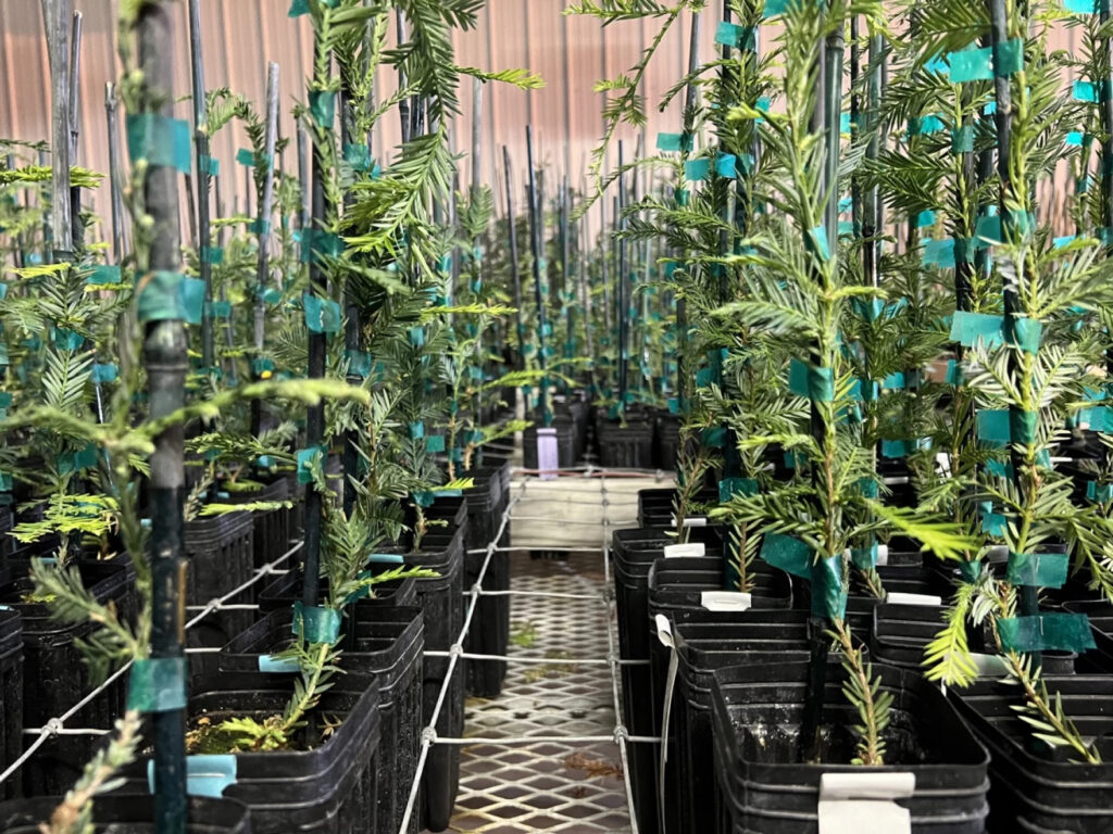 Small trees potted in black plastic containers sit in rows that seem endless with a narrow aisle between them.