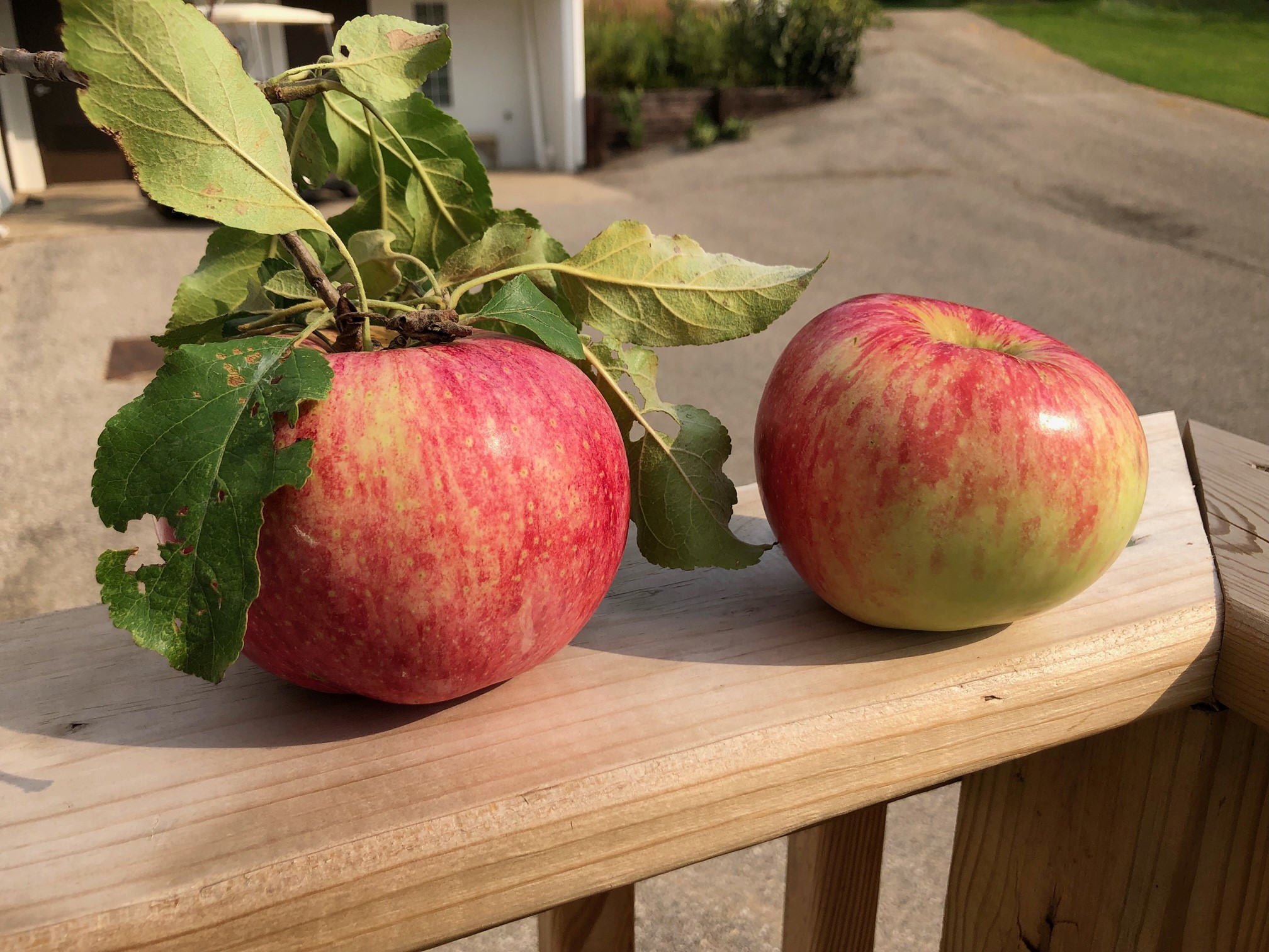 Two large, red and green Wolf River apples on a wooden banister.