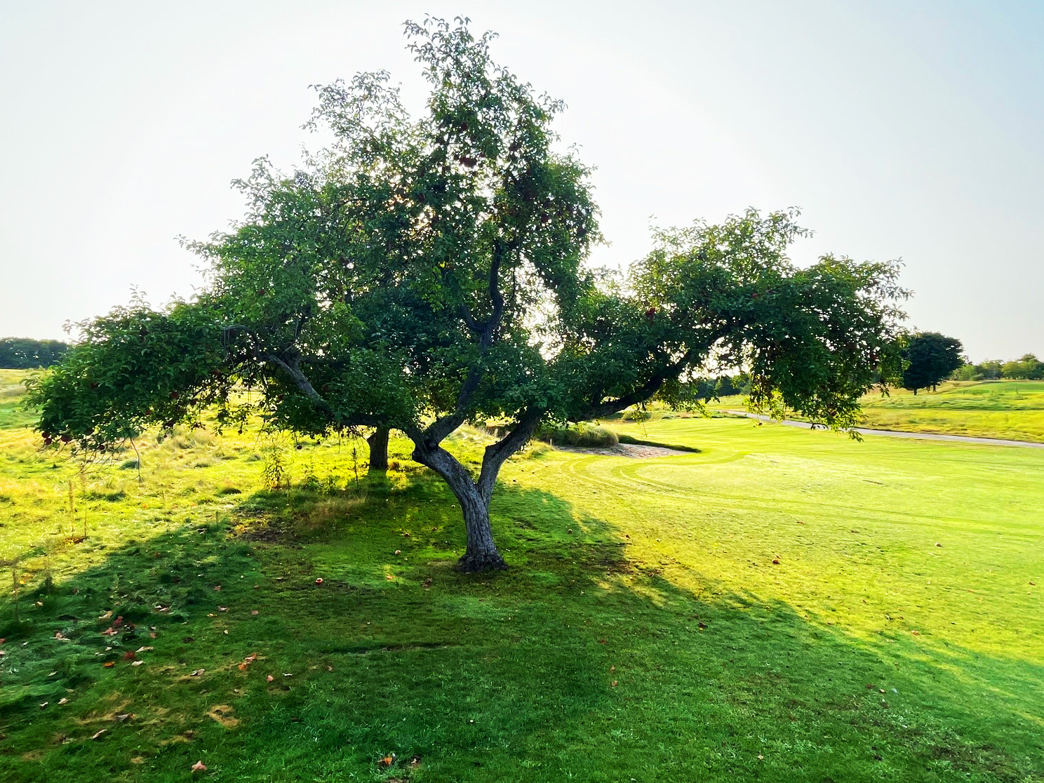  A Wolf River Apple tree along the golf course, its branches spread wide. 