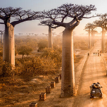 A bird's perspective of a wide dirt road early in the morning with tall baobab trees towerin on both sides 