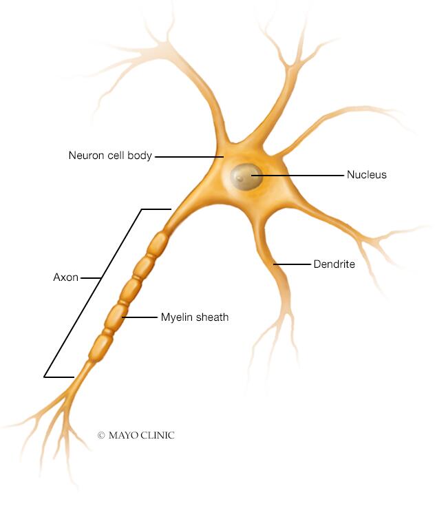 Una célula nerviosa (neurona), que muestra el axón y las dendritas