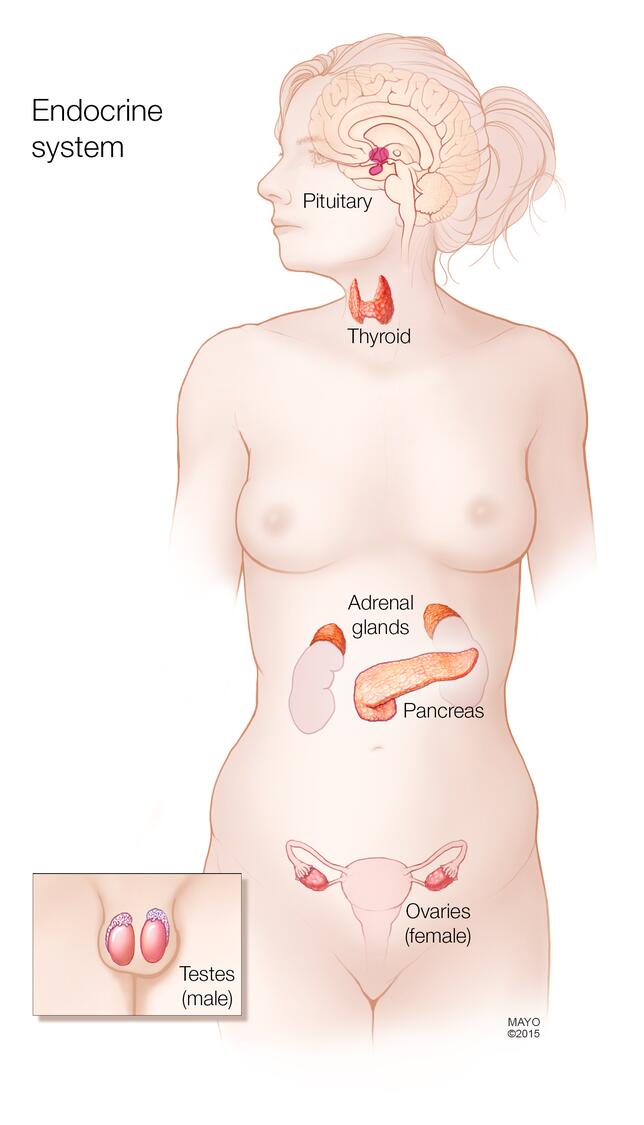 Endocrine system