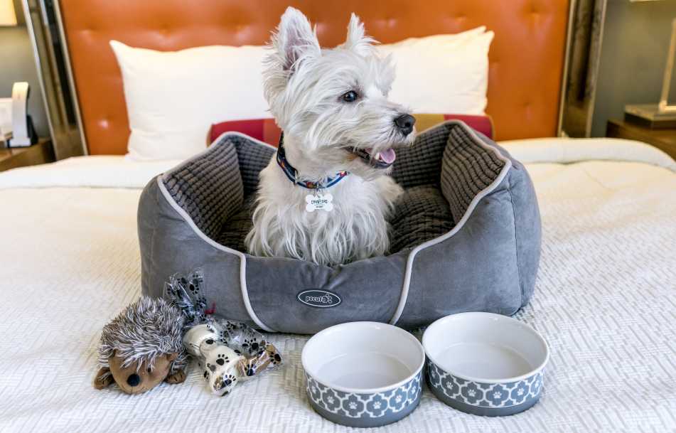 Pet-friendly hotels in Denver, Colorado