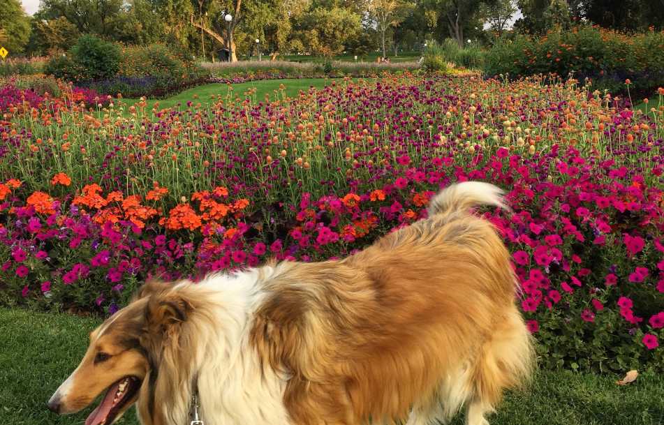 Dog in Denver's Washington Park