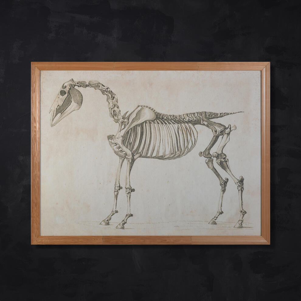 animal horse skeleton wallart detail 2