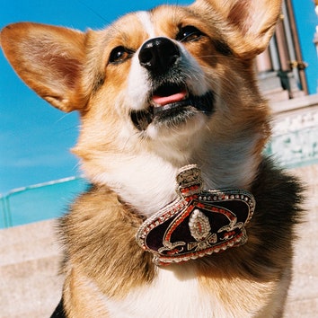 In London, a Corgi Parade Offers a Heartfelt Tribute to the Queen