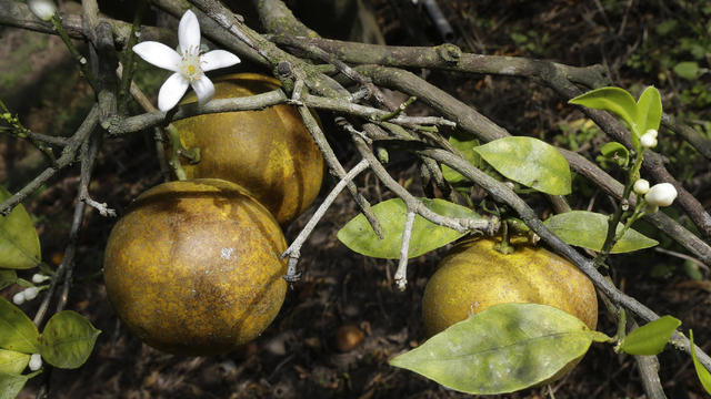 Citrus Greening Lawsuit 