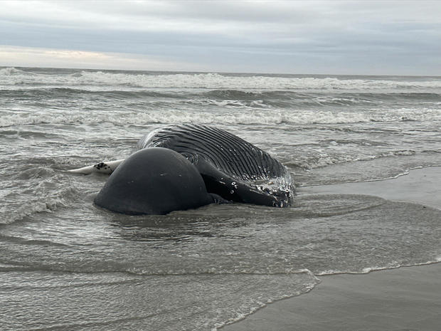 brigantine-whale-1-13-22-pic-1.jpg 