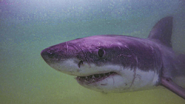 Cape Cod Sharks 