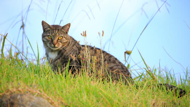 Undomesticated cat in Omapere, New Zealand 