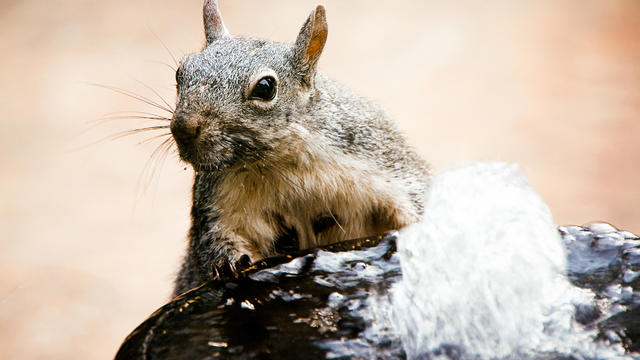 Western Grey Squirrel 