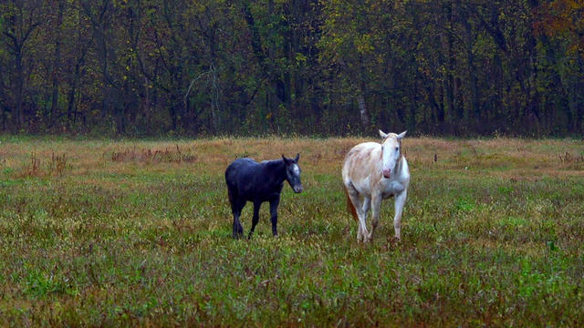 nature-wild-horses-1920.jpg 