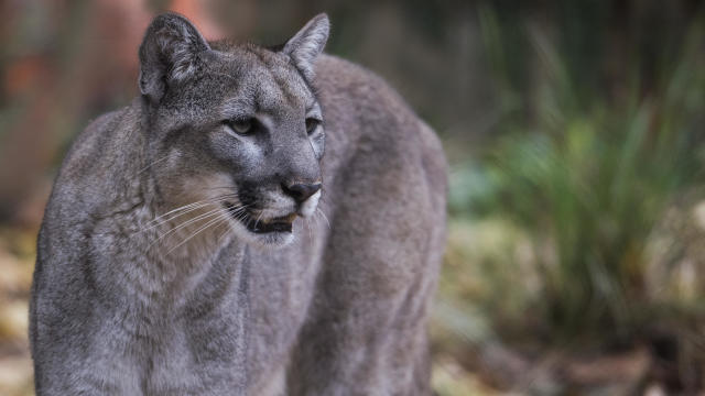 Florida Panther 