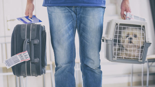 little dog in the airline cargo pet carrier 