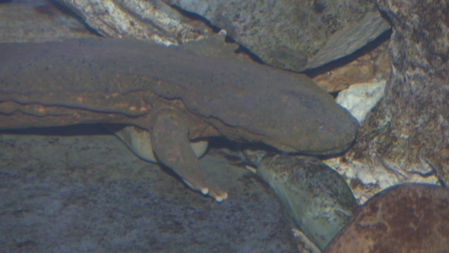 hellbender-zoo.png 