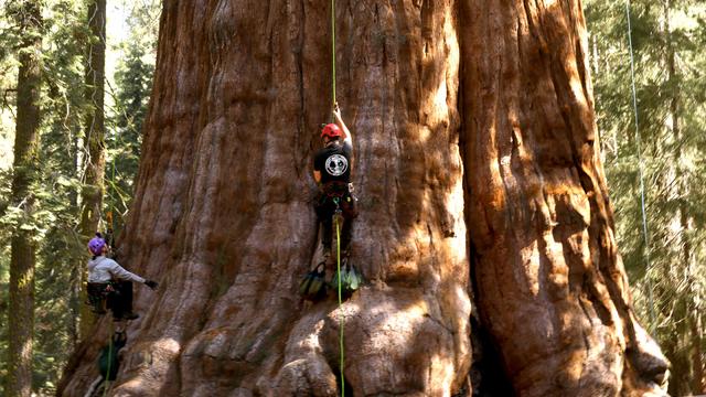 Sequoia National Park, General Sherman Tree, sequoias, Kings Canyon 