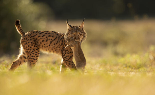 Spain Lynx Recovery 