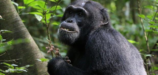 chimpanzee-1.jpg 