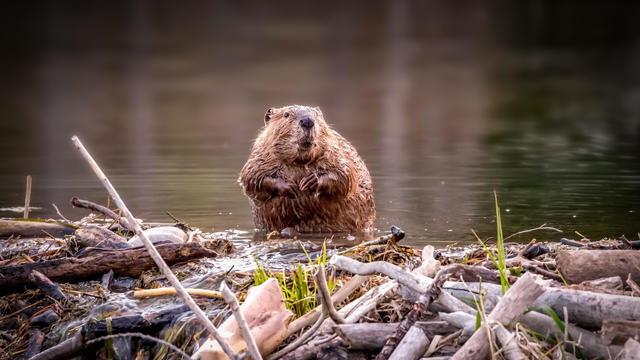 Beaver Dam 