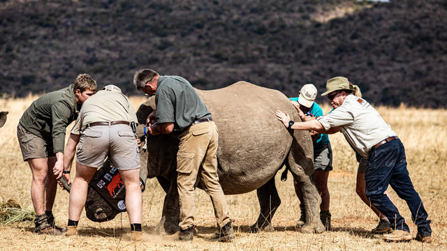 Radioactive Device on Rhino Horns Rolled Out to Fight Poaching 