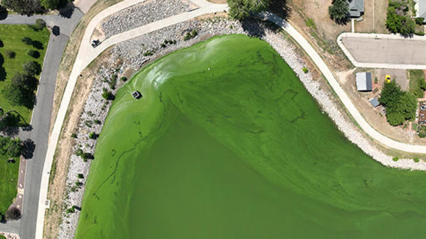 windsor-lake-algae.jpg 