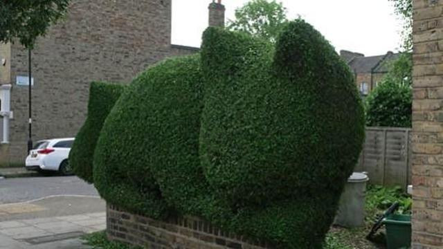 london-hedge-cat.jpg 