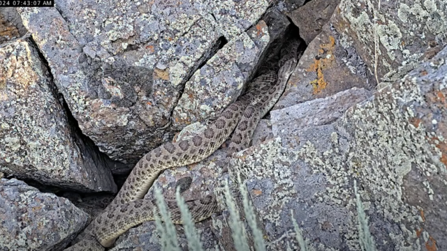 rattlesnake-den.png 