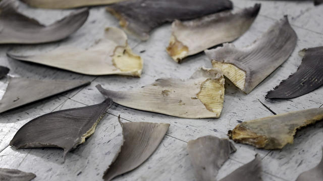 Ocean Fisheries Shark Fins 