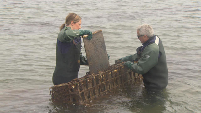 Oyster Cape Cod 