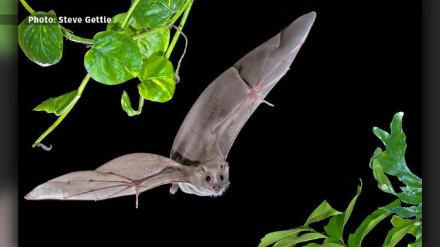 Bat in Flight 