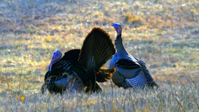 nature-wild-turkeys-1920.jpg 