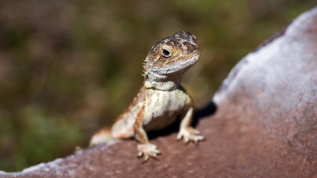 AUSTRALIA-CONSERVATION-LIZARDS-REPTILE 