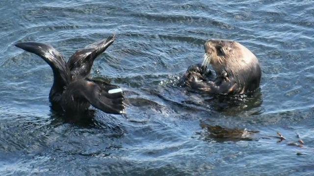 Beloved surfboard-stealing otter spotted again off Northern California shore 