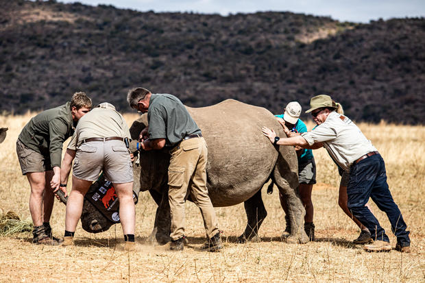 Radioactive Device on Rhino Horns Rolled Out to Fight Poaching 