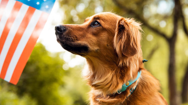 Dog afraid of fireworks 