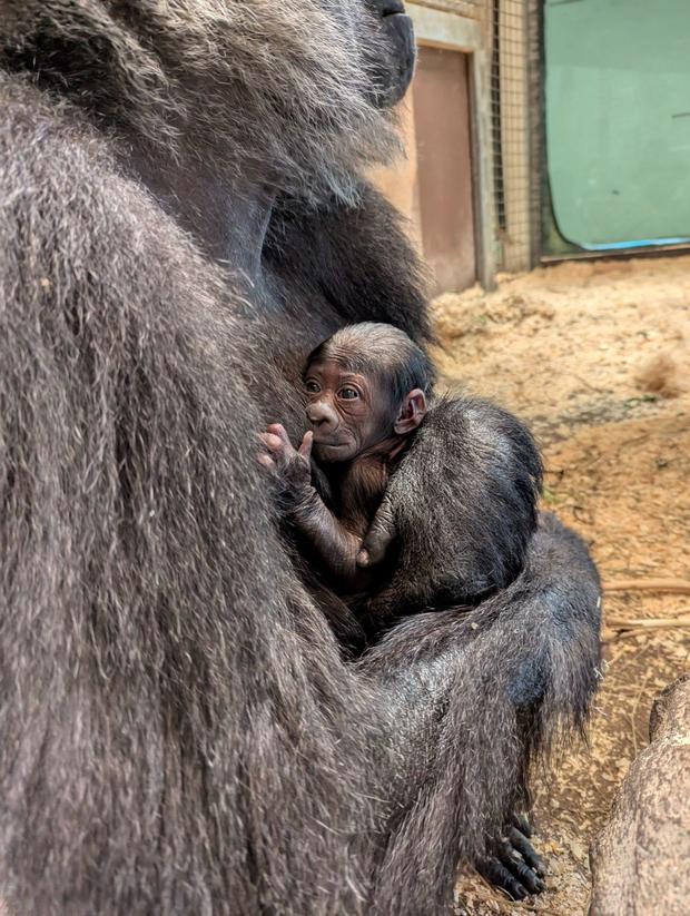 Gorilla mom and baby at Columbus Zoo and Aquarium 