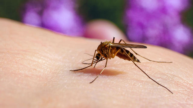 Culex pipiens feeding on a human host. Macro of common house mosquito sucking blood. 