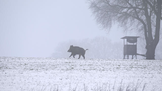 Wild boar. 