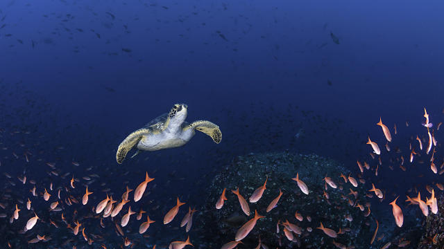 Turtle Amongst Fish 