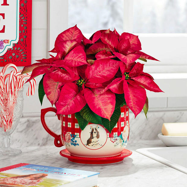 the-pioneer-woman-poinsettia-plant.jpg 