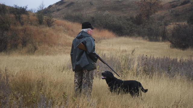 USA - North Dakota - Upland game bird hunting in prarie grasslands 