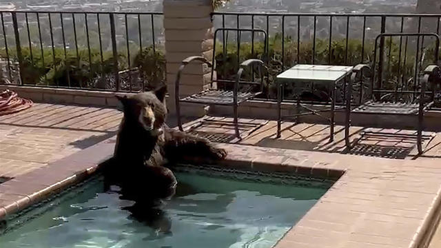 Bear In Jacuzzi 