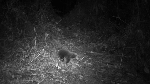 An echidna walks amid vegetation in the Cyclops Mountains 